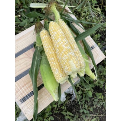 Семена кукурузы сахарной Эскорт F1 (25000 семян) Lark Seeds